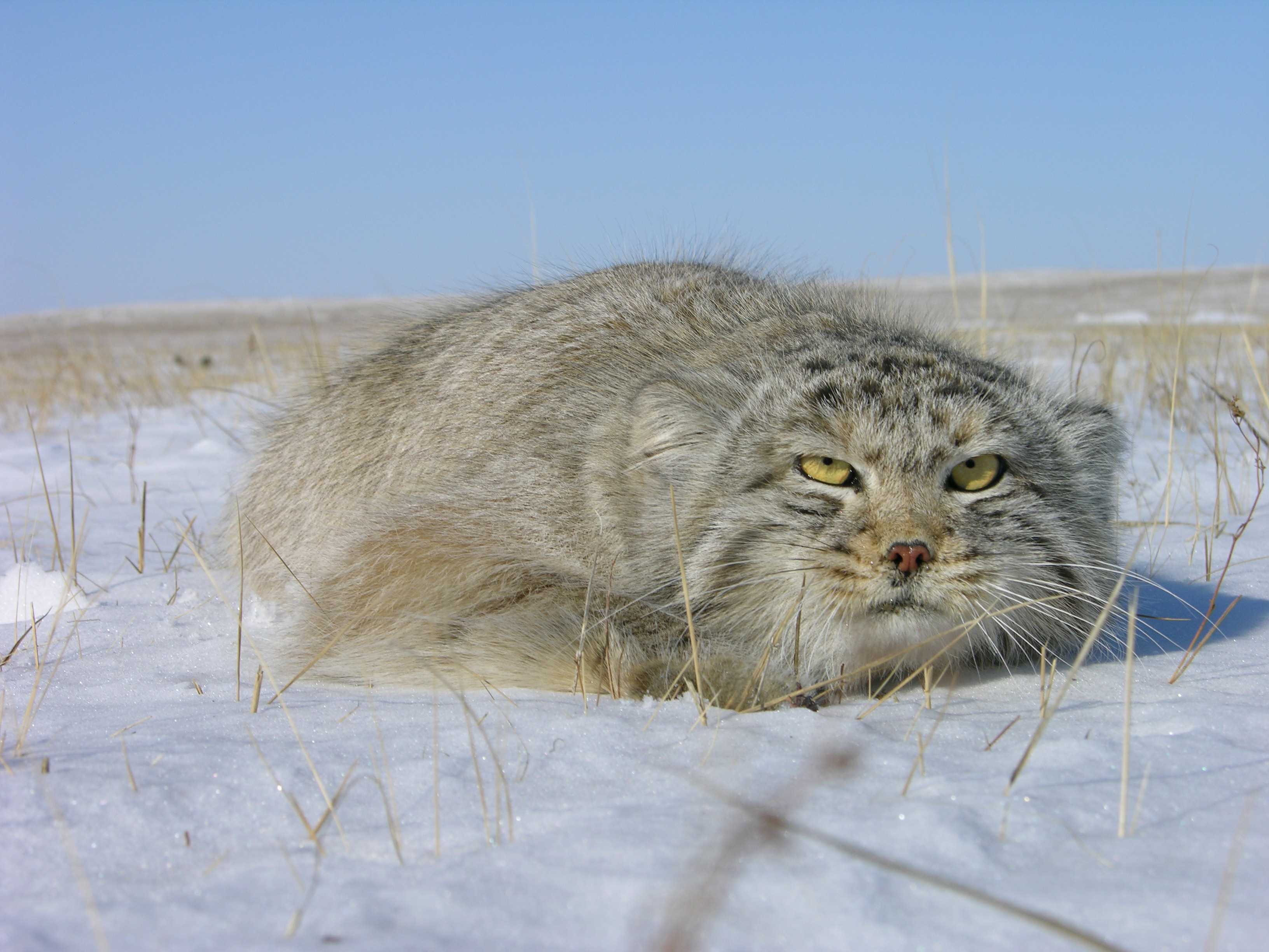 Manul Wild Cat. Photo by unknown.