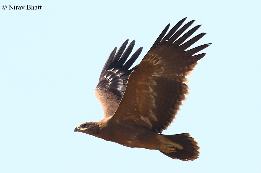 Brown with white wing markings Steppe Eagle soaring against the light blue sky