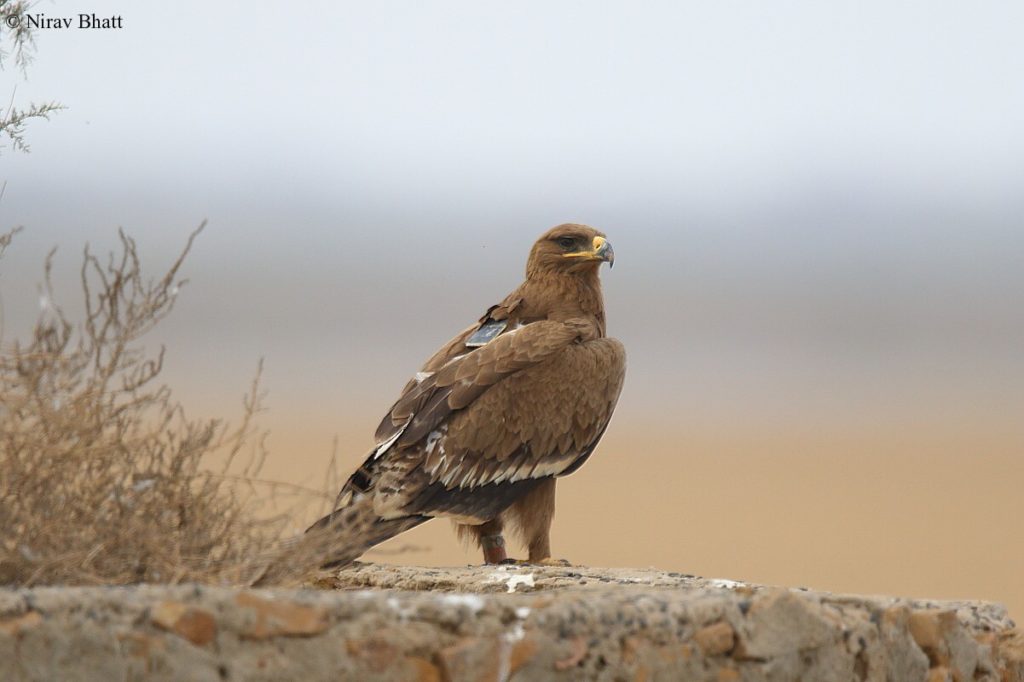 Steppe Eagle Min. Photo by N. Bhat.