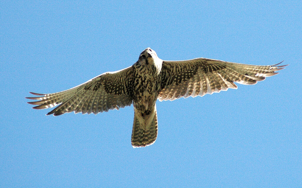 Saker falcon in flight