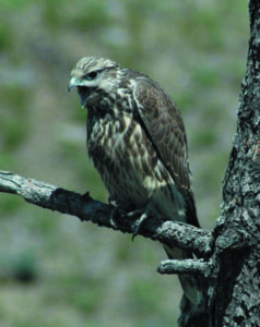 Saker falcon perching on a branch