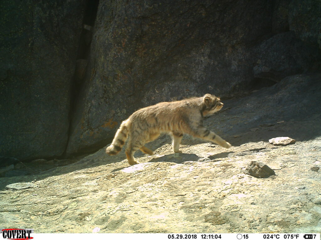 Manul trotting by against a rocky backdrop