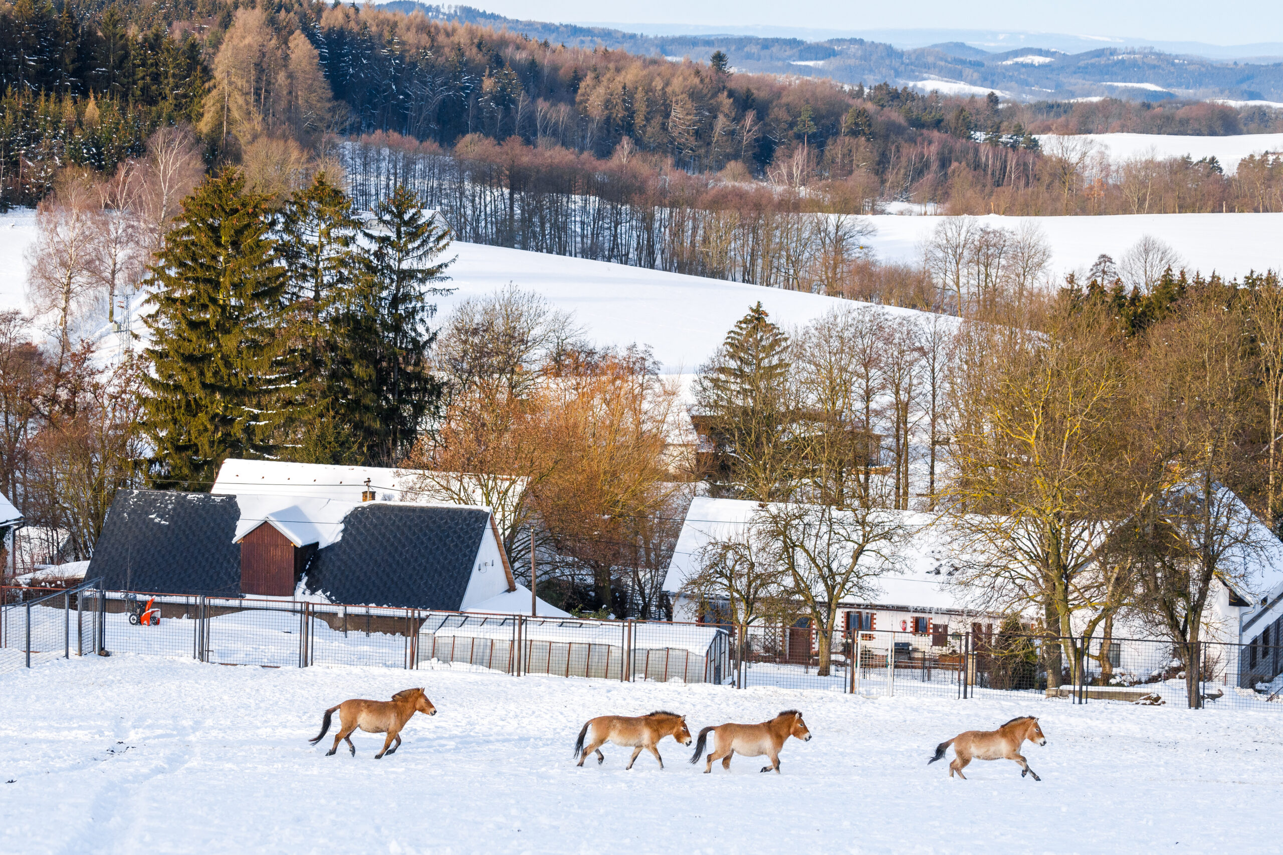 Przewalski's horses crossing a snowy, mountainous landscape in front of a series of low buildings