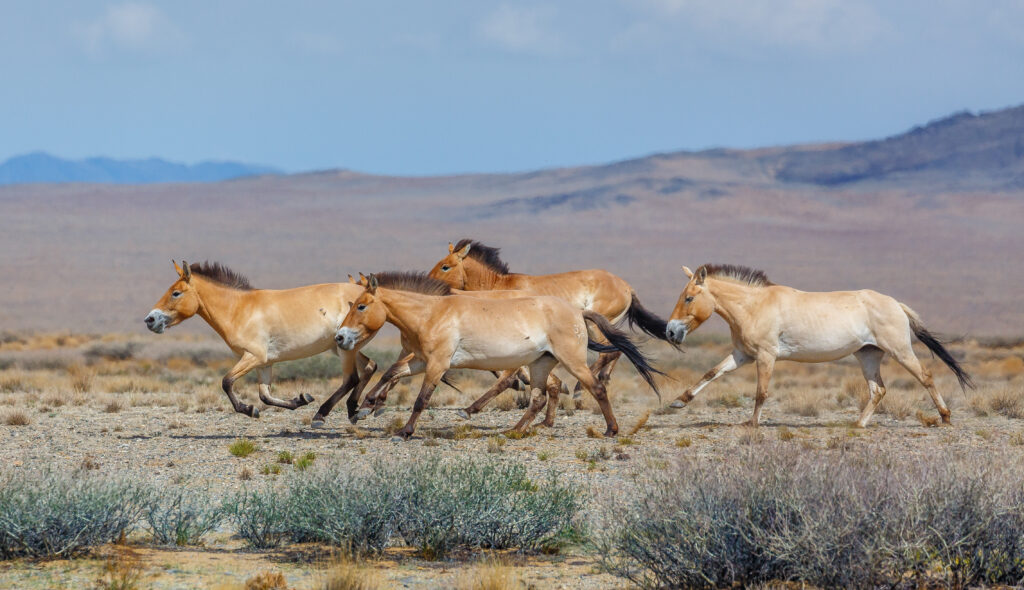 Przewalski's horses running freely on an arid plain with low mountains in the background