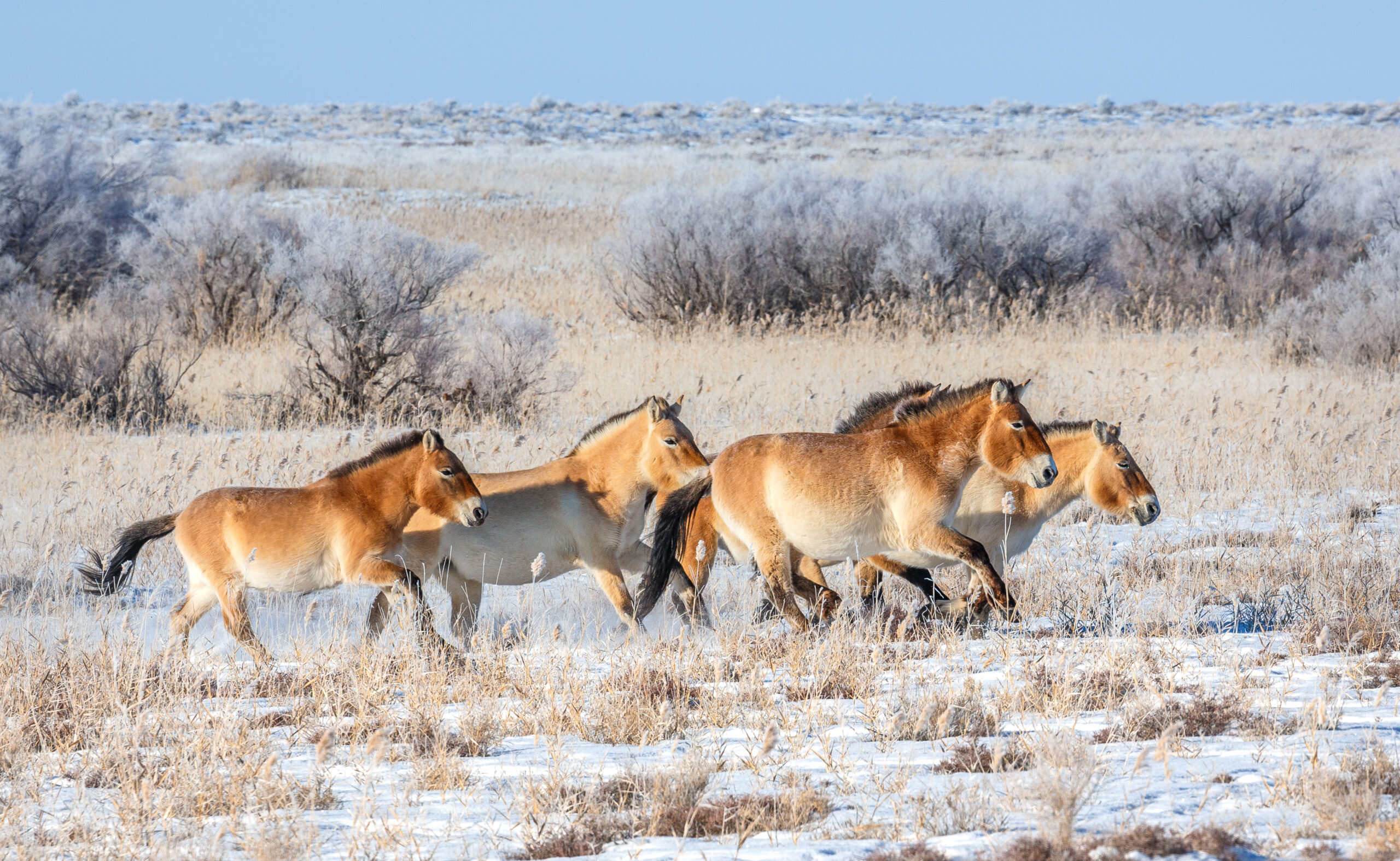 Brown Przewalski's horses running freely on a wintry Mongolian steppe