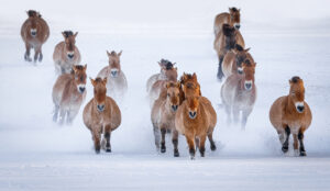 Herd of 14 Przewalski's horses galloping through snow toward the camera