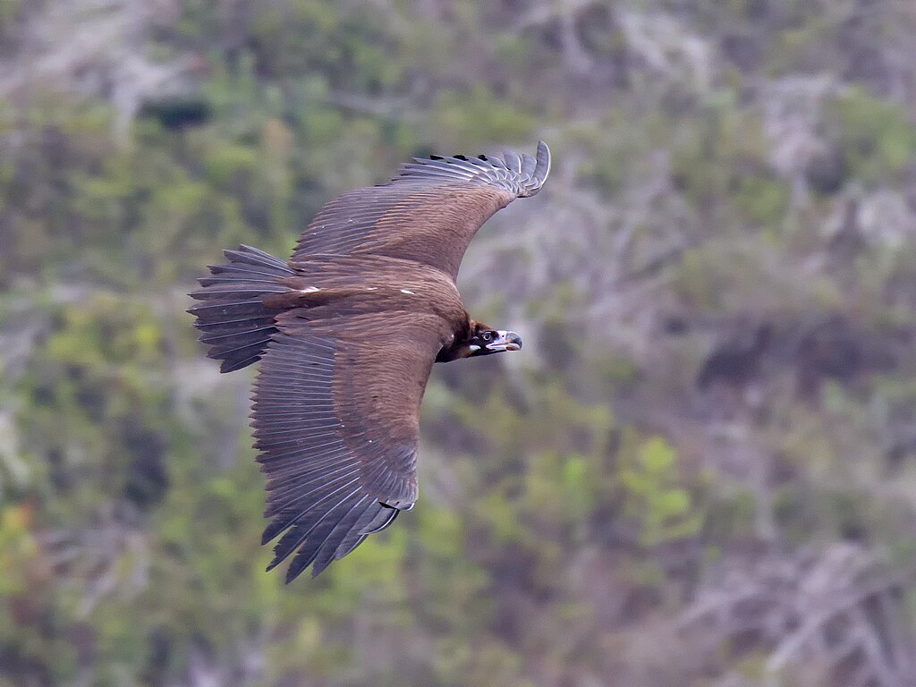 Cinereous vulture (Aegypius monachus) in flight. Credit: Artemy Voikhansky, CC BY-SA 4.0, via Wikimedia Commons