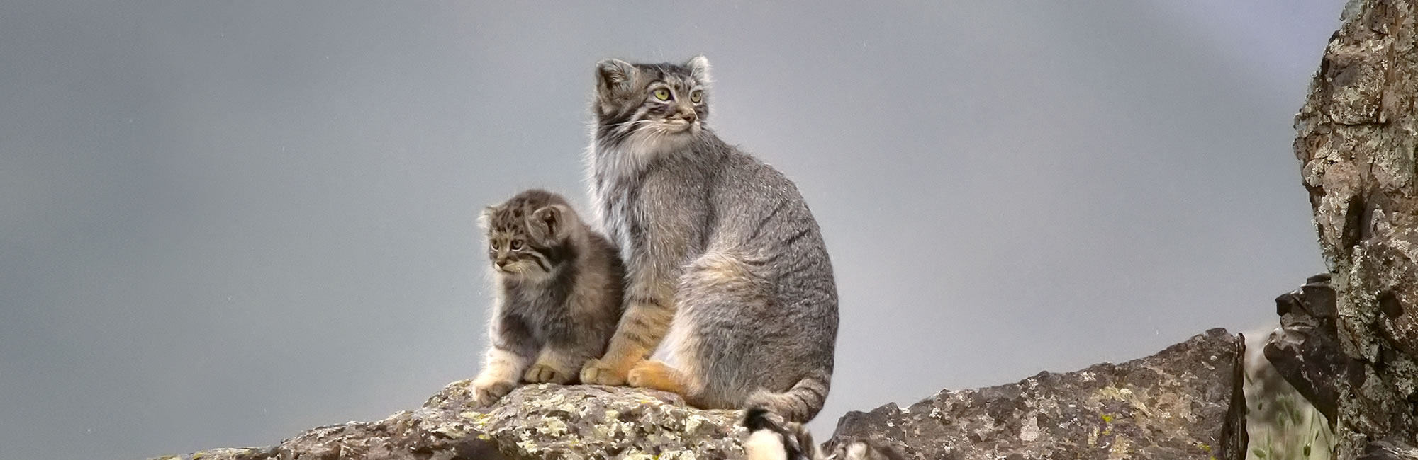 Female Manul and Kitten Kazakhstan, Image by I. Smelyanskiy