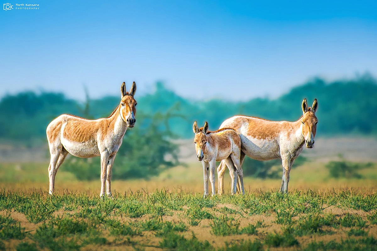 Kulan (Asiatic wild ass) – Eurasian Wildlife and Peoples