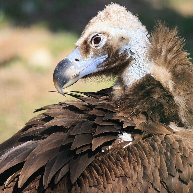 Cinereous vulture (Aegypius monachus)_close Credit: Matěj Baťha, CC BY-SA 3.0, via Wikimedia Commons