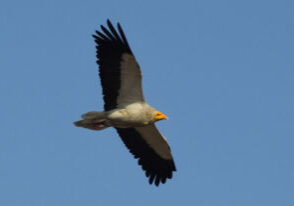 Egyptian Vulture_Karyakin_best