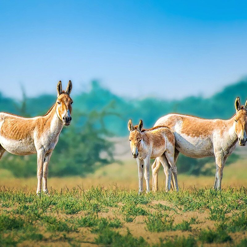 Kulan or Asiatic wild ass (Equus hemionus). Photo credit: parthkansara, iNaturalist via Wikimedia Commons, Creative Commons Attribution 4.0 International License
