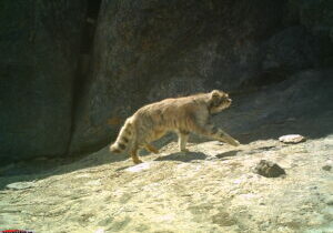 Manul trotting by against a rocky backdrop