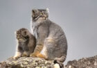 Female Manul and Kitten Kazakhstan, Image by I. Smelyanskiy