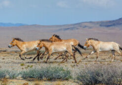 Przewalski's horses running freely on an arid plain with low mountains in the background