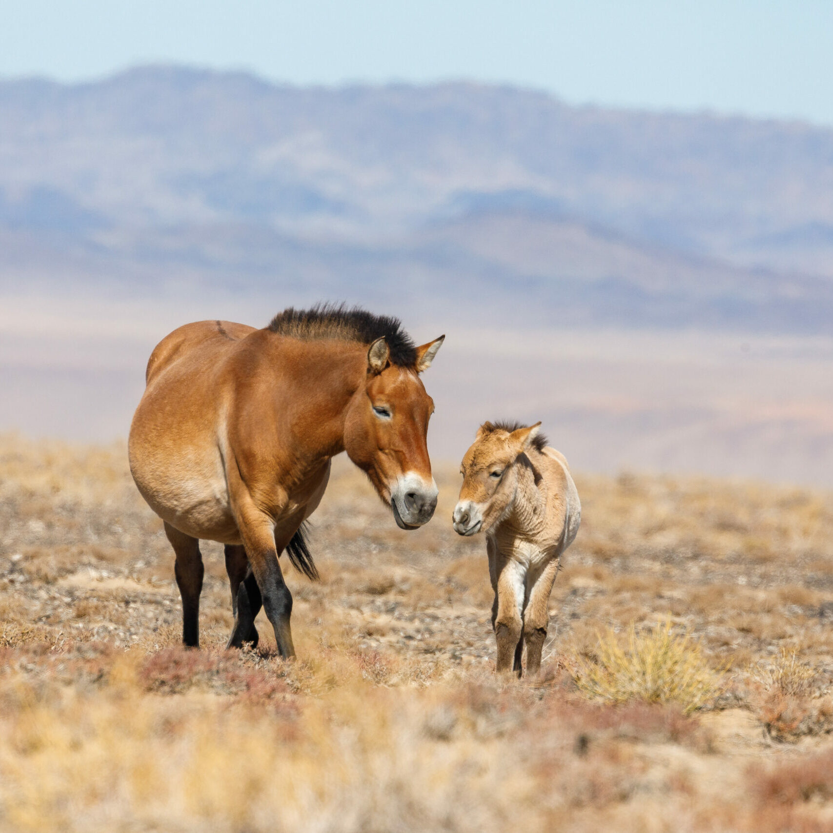 Przewalski's horse mare and foal on an arid landscape with mountains in the background