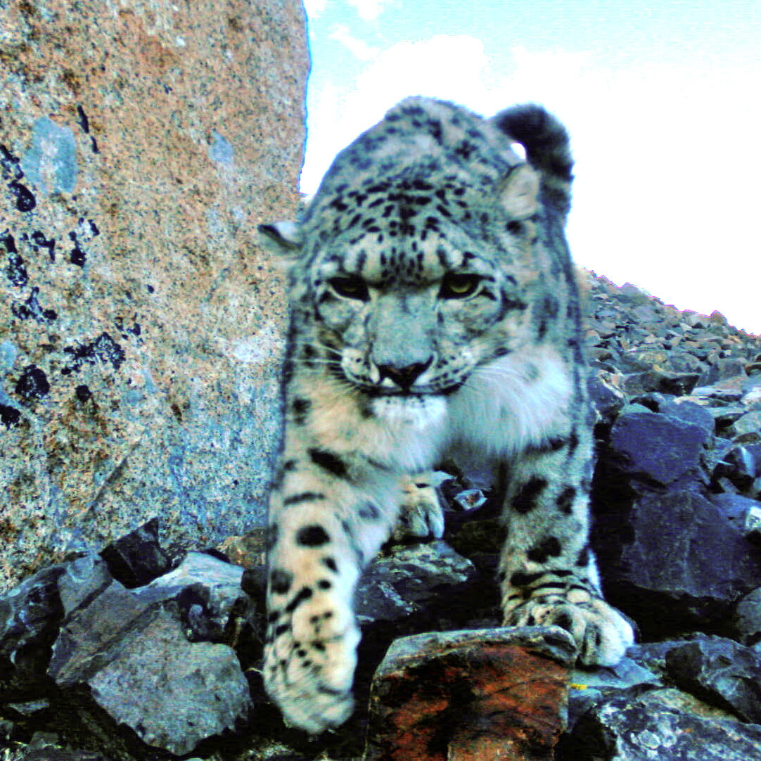 Snow leopard 2014. Photo by anonymous